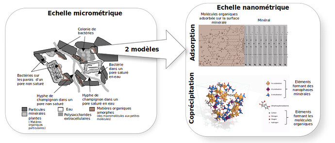 Figure 1. à gauche, une représentation schématique d’un microagrégat (environ 20 microns) représentant l’association de phases minérales avec des matières organiques vivantes (bactéries et champignons) et mortes (débris de végétaux, matières organiques amorphes, métabolites extracellulaires). A droite, les deux modèles d’interactions aux échelles nanométriques entre molécules organiques et phases minérales. En haut, le modèle d’adsorption des molécules organiques sur la surface du minéral. En bas, le modèle de coprécipitation dans lequel les minéraux sont si petits qu’ils sont de la même taille (voire plus petits) que les molécules organiques. Sources : Adapté de Chenu et Stotsky, 2002 ; adapté de Tamrat et al. 2019 et Kleber et al. 2007
