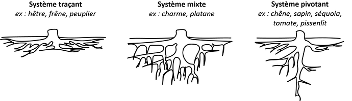 *Figure 3. Schéma des systèmes racinaires traçant, mixte et pivotant.* *Source : Solenn Chauvel d’après Laurène Geslin.*
