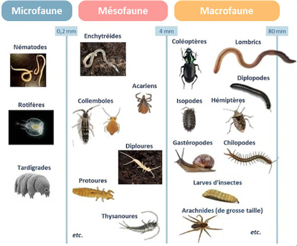 Figure 1. Les composants de la pédofaune des sols. Source : Encyclopédie de l’environnement Quentin Vincent.
