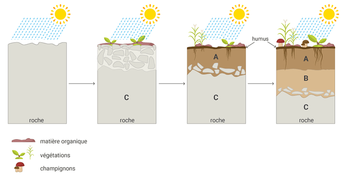 Figure 2. Étapes de la formation d'un sol à partir d’une roche dure.  Source : banque de schémas SVT de l'académie de Dijon