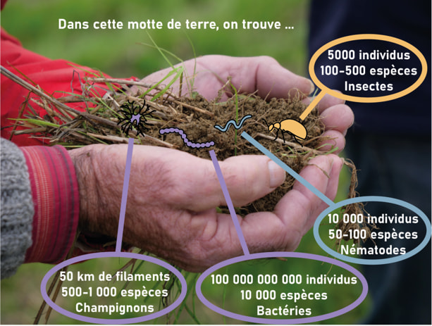 Figure 2. Abondance et diversité moyennes d’individus dans une motte de terre (20 cm x 20 cm). Source : Solenn Chauvel, d’après Gobat 2010 (chiffres), © JMS 2022 - Petitas