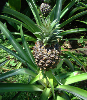 Ananas (CAM)